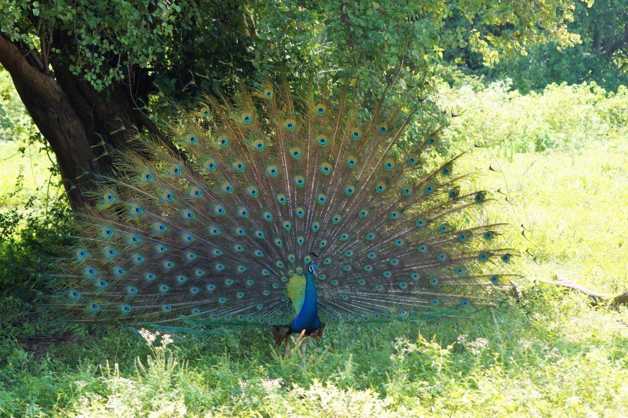 Peacock Riverside Udawalawe Exteriör bild